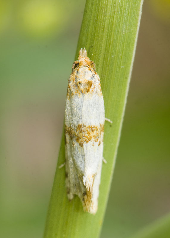 Tortricidae: Prochlidonia amiantana ?